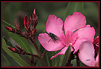 IMG_24111.jpg