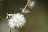 IMG_2683-8.JPG