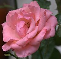 IMG_2968_CR2_800x600_.jpg