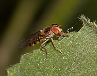 IMG_42361.jpg