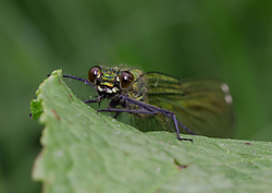 IMG_7248.jpg