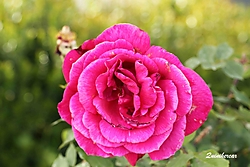 IMG_8775_copia.jpg