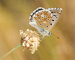 Lysandra_albicans_can.jpg