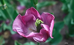 MG_0028_Copiar_.JPG