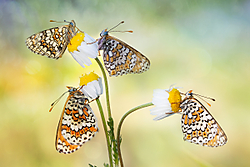 MG_3705-canonistas.jpg