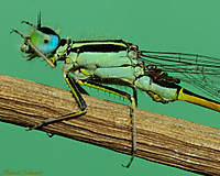 MG_70451.jpg