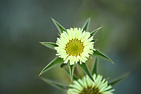 Macro_flor.jpg
