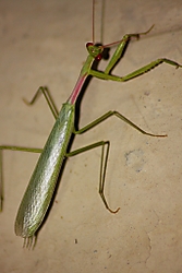 Mantis17.jpg