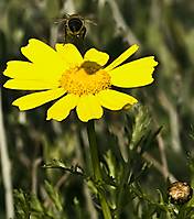 Margarita_con_abeja_posando.jpg