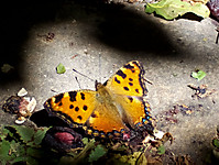 Mariposa49.jpg
