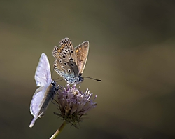 Mariposas23.jpg