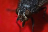 Mosca6.jpg