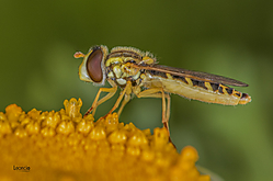 O6A6255_MOSCA_CERNIDORA_Episyrphus_balteatus_.jpg