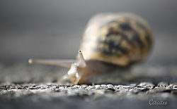 Ojo_de_caracol.jpg