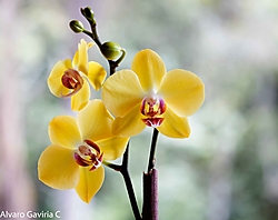 Orquidea-Amarilla-2.jpg