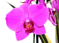 Orquidea_2_.jpg