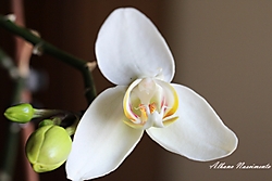 Orquideas_006.JPG