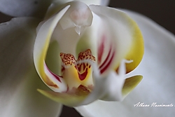 Orquideas_007.jpg