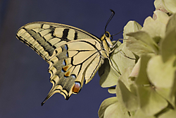Papilio.jpg