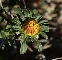 Pronto_sera_flor.jpg
