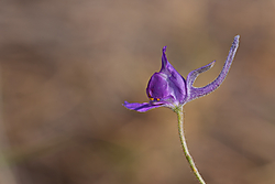 SGM_7817-3.jpg