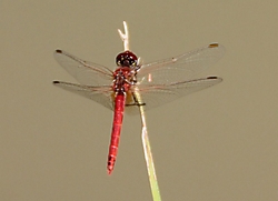 Sympetrum_sanguineum.jpg