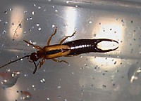 TIJERILLA.JPG