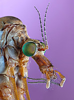 TIPULA-canon.jpg