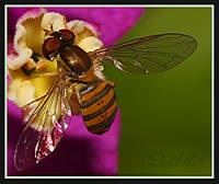 abeja5_copia.jpg