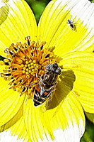 abeja_02-11-2010_122ab.jpg