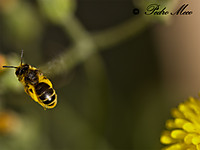 abeja_en_vuelo2.jpg