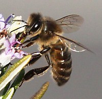 abeja_libando_nectar.jpg