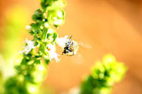 abeja_red_.jpg