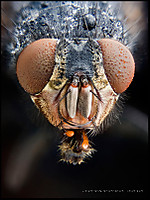 cabeza-moscard_n-C.jpg