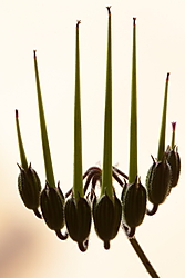 candelabro1.JPG