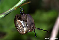 caracol15.jpg