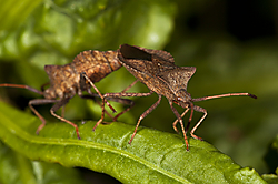 coreus_marginatus4.jpg