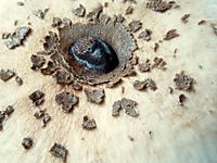 detalle_Macrolepiota_procera1.jpg