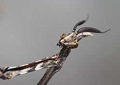 empusa.jpg
