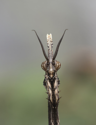 empusa_retrato.jpg