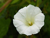 flor54.jpg