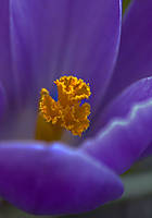 flor69.jpg
