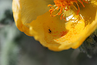 flor_con_insecto.jpg
