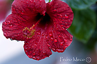 flor_hibiscus_1.jpg