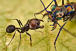 hormiga-vs-cicindela-OD.jpg