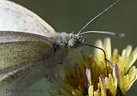 la_lengua_de_la_mariposa.jpg