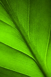 lineas_verdes.jpg
