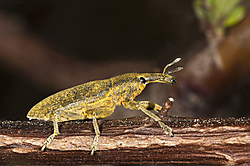 lixus_pulverulentus2.jpg