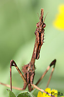 mantis12.jpg