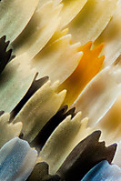 mariposa-80x-copia.jpg
